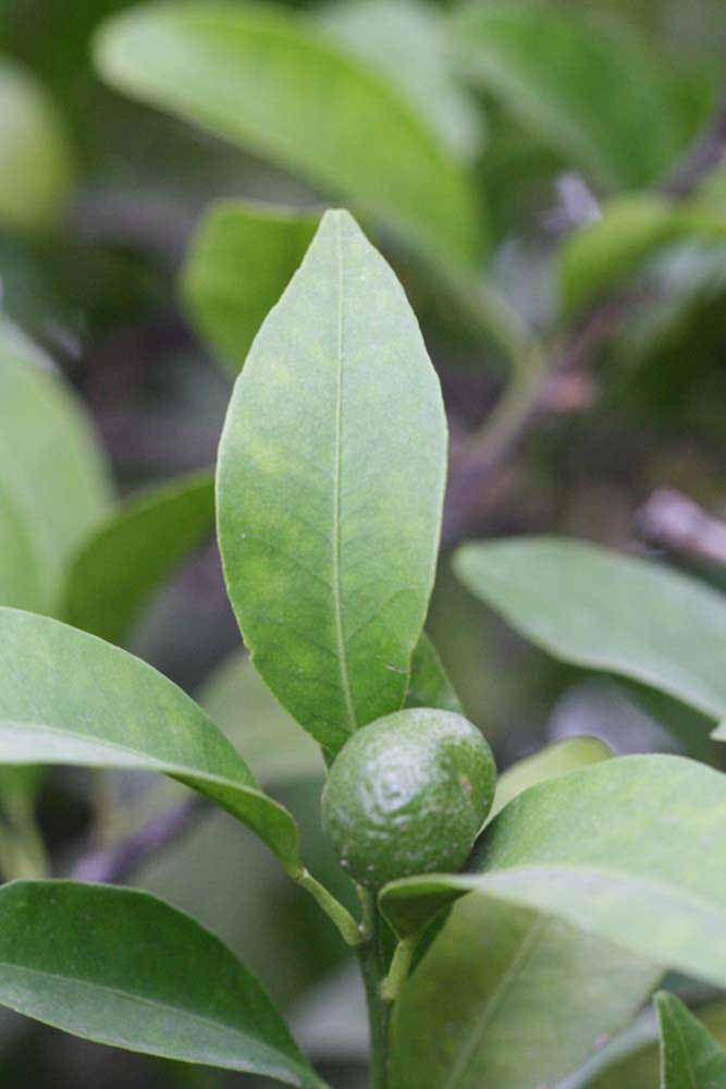              Unifoliolate leaf (Riverside, CA)       